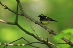 キビタキ2025年5月25日