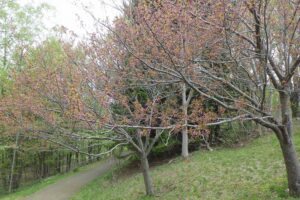 2025年5月9日桜の状況 (寺田京子句碑近くの八重桜)