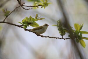 センダイムシクイ2025年5月11日