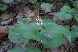 2025年5月19日マイヅルソウの花