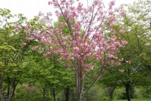 2025年5月14日桜の状況 (新桜並木の八重ザクラ)