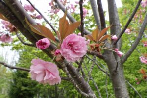 2025年5月14日桜の状況 (新桜並木の八重ザクラの花のアップ)
