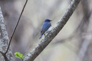 オオルリ雄2025年5月5日1背中の瑠璃色