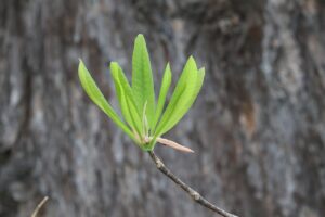 ホオノキ新葉2025年5月11日