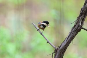 ヤマガラ2025年5月11日