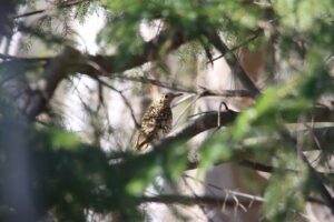 トラツグミ2025年4月30日学びの森