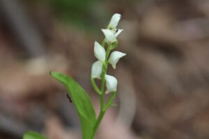 ギンラン2025年5月25日