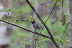 クロツグミ2025年5月11日雄