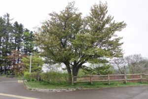 2025年5月10日桜の状況 (展望台の一本桜)