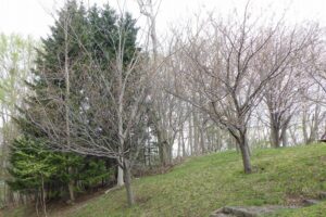 2025年5月4日桜の状況 (寺田京子句碑近く八重桜)