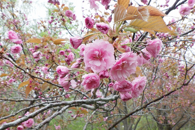 2025年5月10日桜の状況 (レストハウス近く八重ザクラ並木の花のアップ)