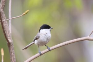 ハシブトガラ2025年5月11日