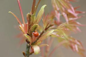 テントウムシ2025年5月5日ナミテントウ無紋型