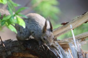 エゾリス2025年5月11日