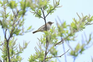 センダイムシクイ2025年5月5日