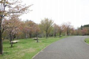 2025年5月6日桜の状況 (新桜並木) (2)