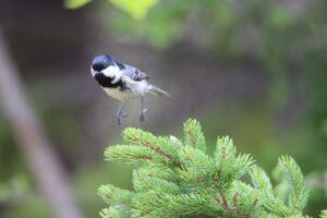 ヒガラ2025年5月11日