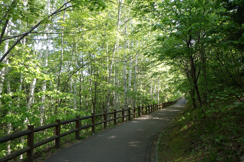 2025年5月19日桜の状況 (公園内の散策路)