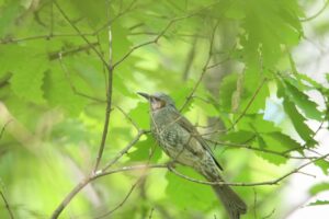 ヒヨドリ2025年5月25日