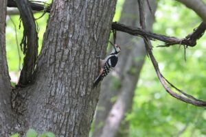 オオアカゲラ雄2025年5月18日