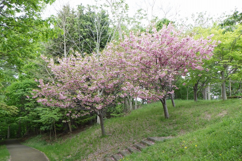 2025年5月18日桜の状況 (寺田京子句碑近くの八重ザクラ)