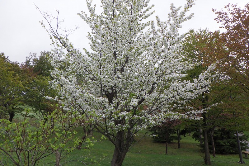 2025年5月10日桜の状況 (新桜並木のカスミザクラ)