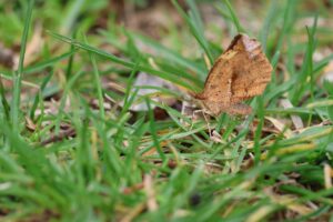 イカリモンガ2025年5月5日蛾の仲間だがきれい