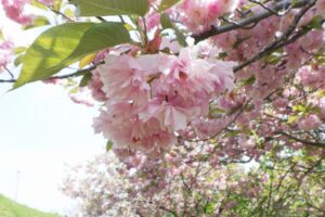 2025年5月17日桜の状況 (レストハウス近くの八重桜並木の花のアップ)