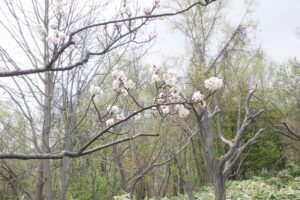 2025年5月6日桜の状況（段上テラスの梅）