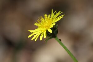 エゾタンポポ2025年5月18日