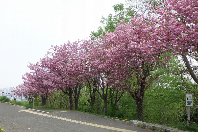2025年5月14日桜の状況 (八重ザクラ並木全体)