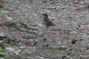 クロツグミ雌2025年5月25日
