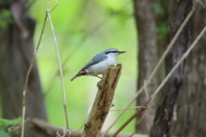 ゴジュウカラ2025年5月18日