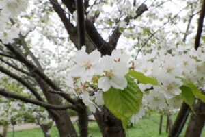 2025年5月10日桜の状況 (新桜並木のカスミザクラ花のアップ)