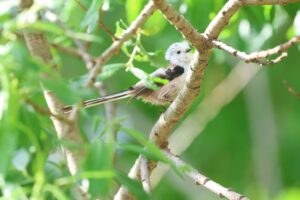 シマエナガ2025年5月18日羽づくろい中