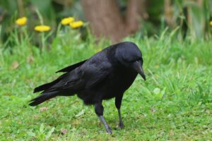 ハシボソガラス2025年5月11日