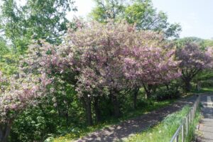 2025年5月19日桜の状況 (八重桜並木)