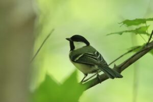 シジュウカラ2025年5月25日