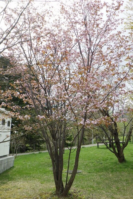 2025年5月6日桜の状況 (新桜並木) (1)