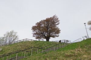 2025年5月6日桜の状況 (展望台一本桜)