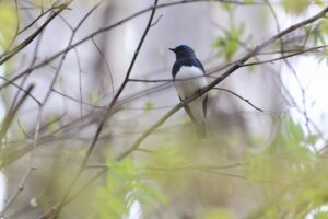 オオルリ雄2025年5月11日