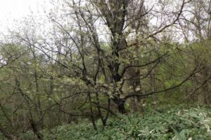 2025年5月9日桜の状況 (巨木の谷のセイヨウミザクラ) (1)