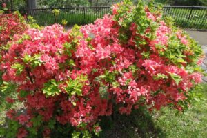 2025年5月17日桜の状況 (ヤマツツジ、園内各所)