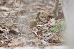 ヤブサメ2025年5月5日笹から出ている