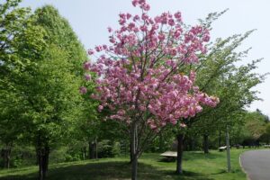 2025年5月15日桜の状況 (新桜並木の八重ザクラ)