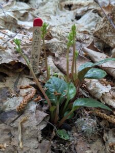 2025年5月18日旭山ボラ活動（イチヤクソウ）