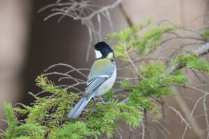 シジュウカラ2025年5月11日