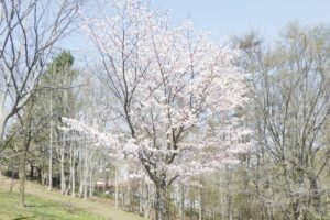 満開の桜