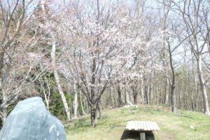 寺田京子句碑近くの桜