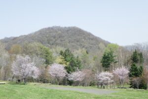 円山と新桜並木